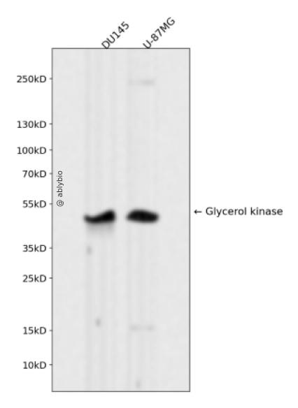 Glycerol kinase Rabbit mAb