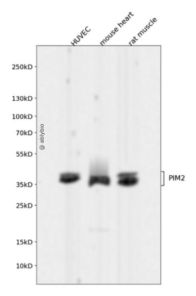 PIM2 Rabbit mAb
