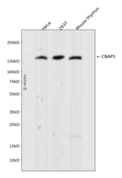 CNAP1 Rabbit mAb