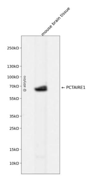 PCTAIRE1 Rabbit mAb