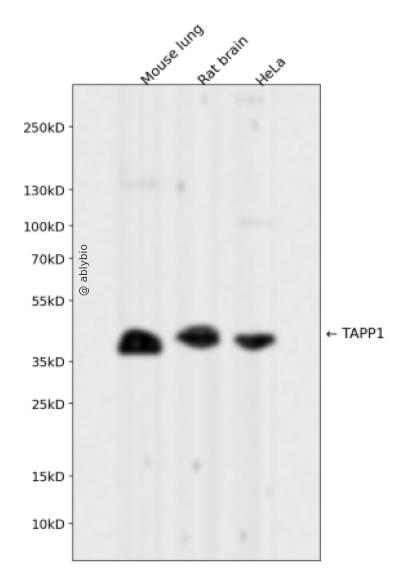 TAPP1 Rabbit mAb