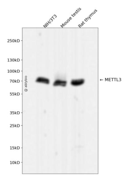 METTL3 Rabbit mAb
