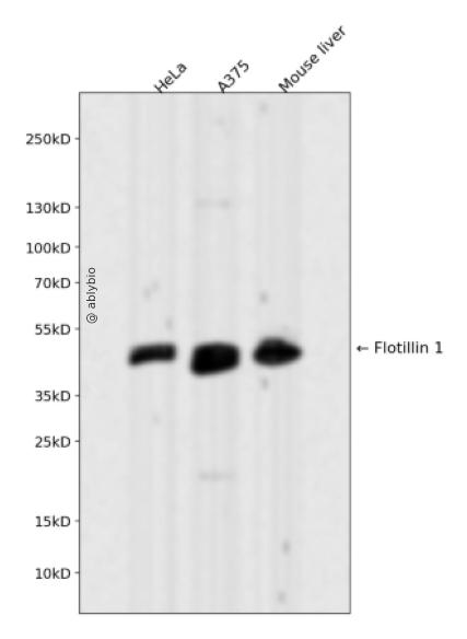 Flotillin 1 Rabbit mAb 