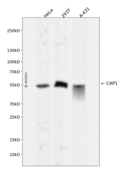 CAP1 Rabbit mAb