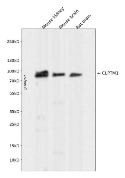 CLPTM1 Rabbit mAb