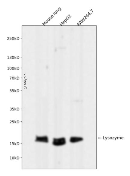 Lysozyme Rabbit mAb 