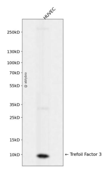 Trefoil Factor 3 Rabbit mAb