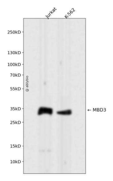 MBD3 Rabbit mAb