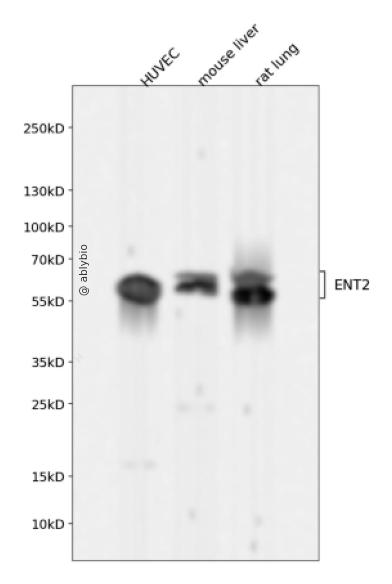 ENT2 Rabbit mAb