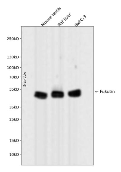Fukutin Rabbit mAb