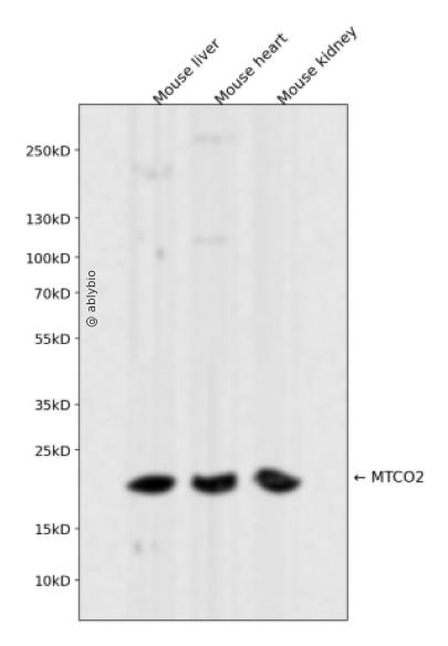 MTCO2 Rabbit mAb