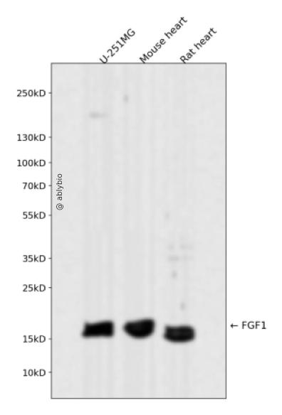 FGF1 Rabbit mAb