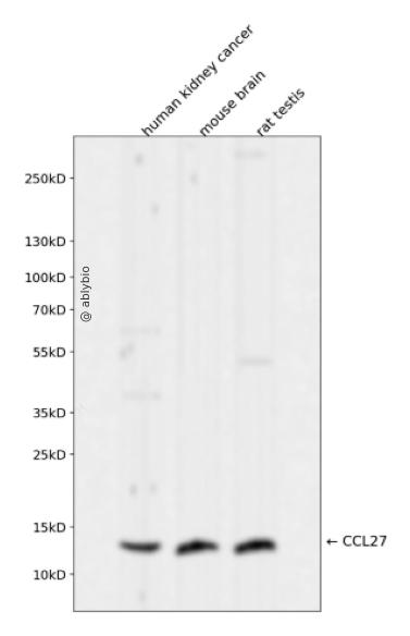 CCL27 Rabbit mAb