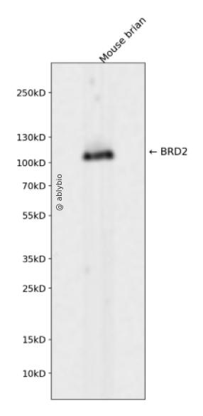 BRD2 Rabbit mAb