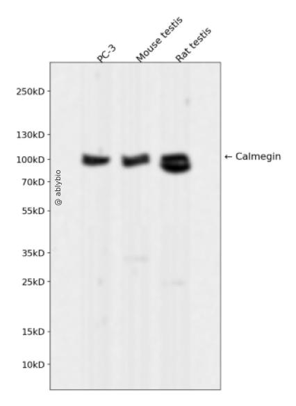 Calmegin Rabbit mAb