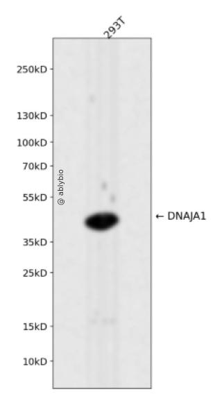 DNAJA1 Rabbit mAb