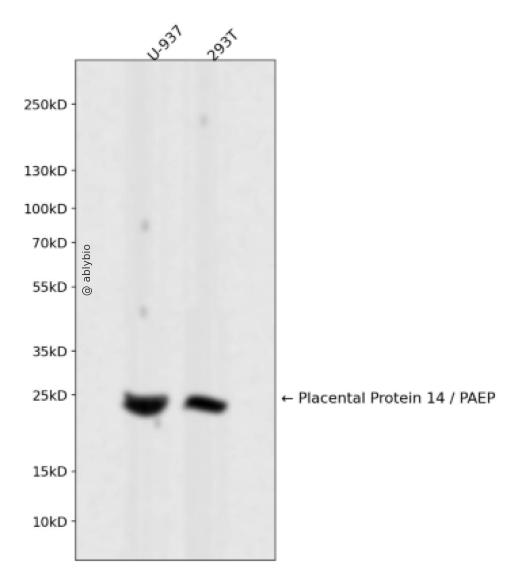 Placental Protein 14 / PAEP Rabbit mAb
