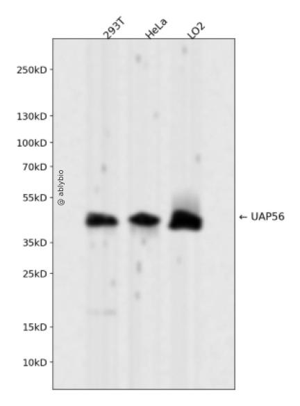 UAP56 Rabbit mAb