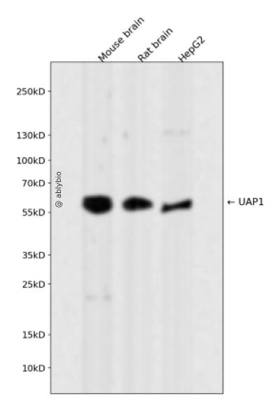 UAP1 Rabbit mAb