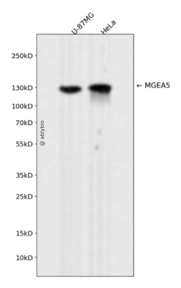 MGEA5 Rabbit mAb