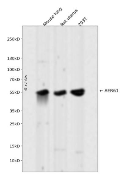 AER61 Rabbit mAb