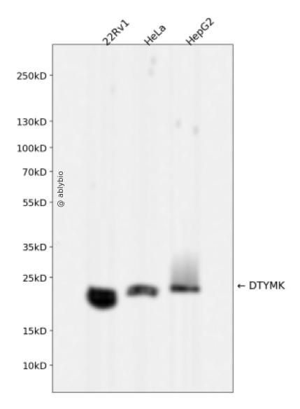 DTYMK Rabbit mAb