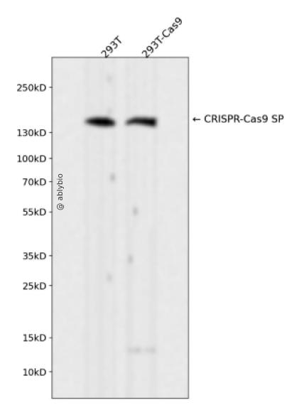 CRISPR-Cas9 SP Rabbit mAb 
