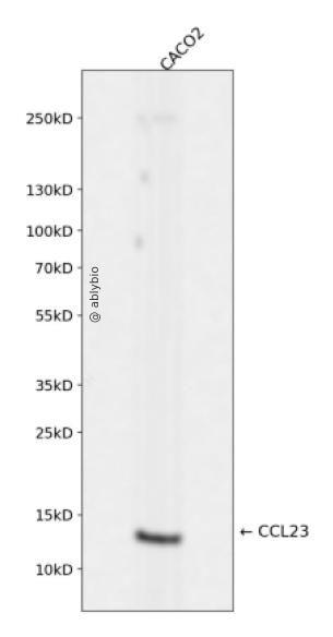 CCL23 Rabbit mAb