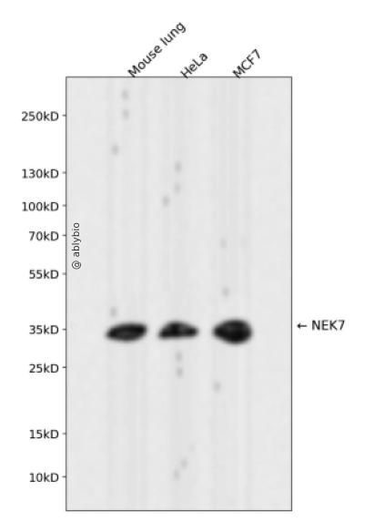 NEK7 Rabbit mAb