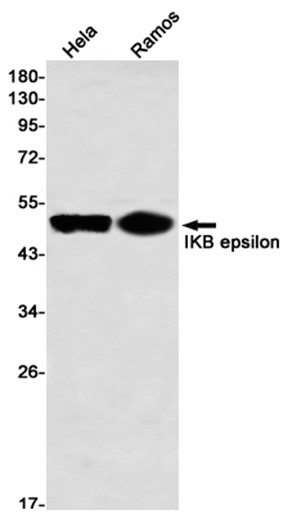 AYD11463