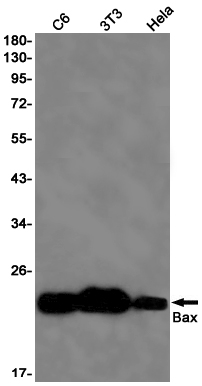 AYD13145