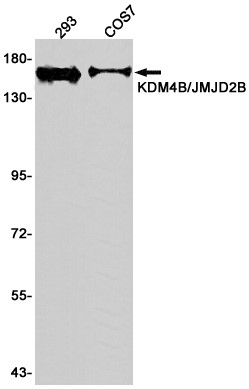 AYD12931