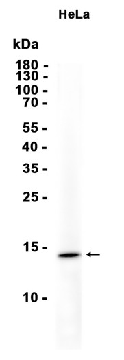 AYD13336
