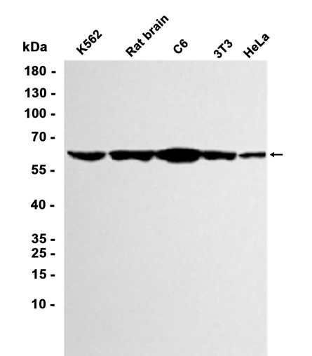 AYD11640