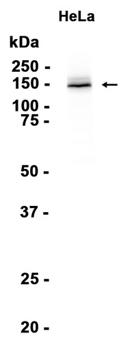 AYD12316