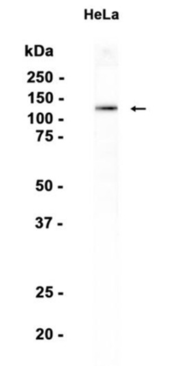 AYD15473