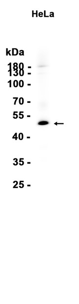 AYD13363