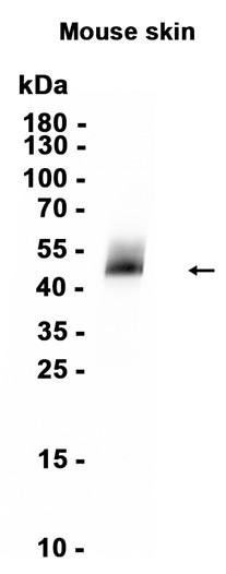 AYD15789
