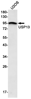 AYD11018