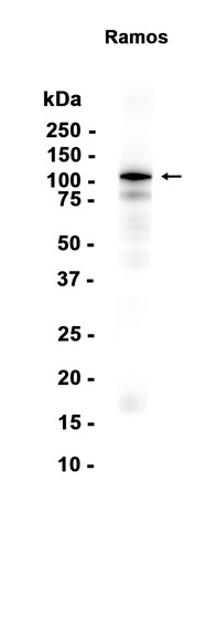 AYD13315