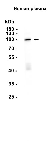 AYD15605