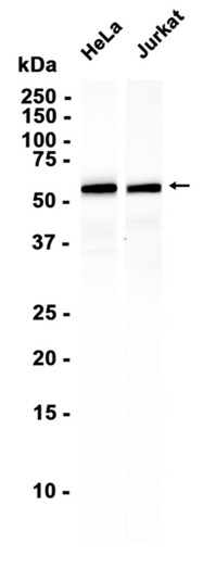 AYD11621