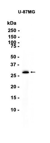 AYD13777