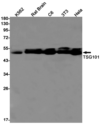 AYD11472