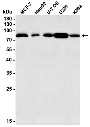 AYD12458