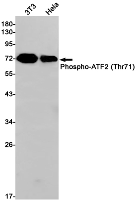 AYD11934