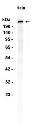 AYD14950
