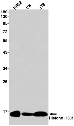 Histone H3.3 (YD18445) Rabbit mAb