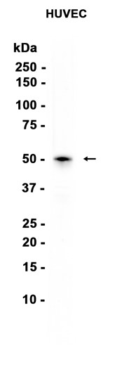 AYD14143