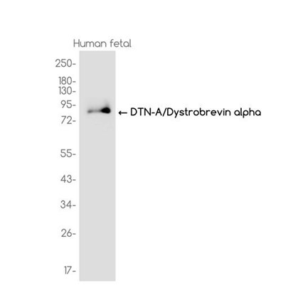 AYD14788